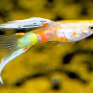 Blonde Vienna Bottom Swordtail Guppy