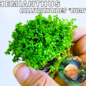 Hemianthus Callitrichoides Cuba