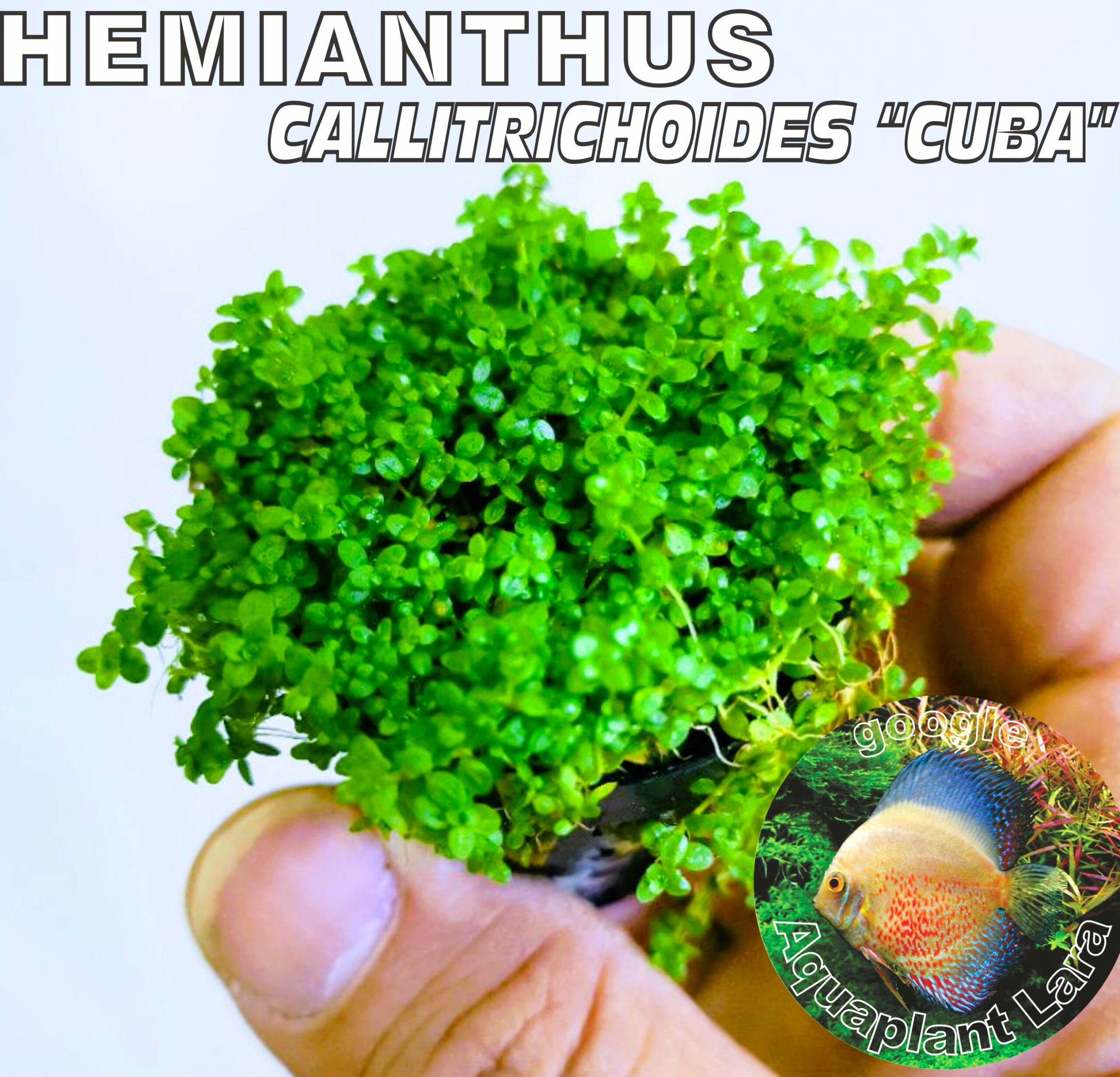 Hemianthus Callitrichoides Cuba