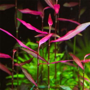 Polygonum Kawagoeanum Purple Bamboo