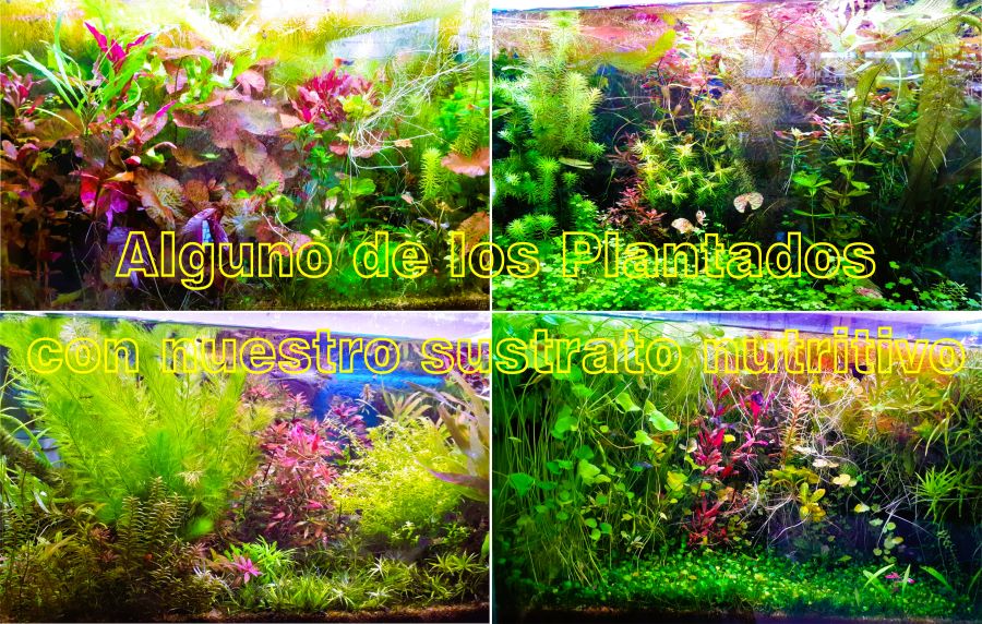 Sustrato Nutritivo Elaboración Propia por 1 kilo - Imagen 2