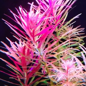 Limnophila Aromática