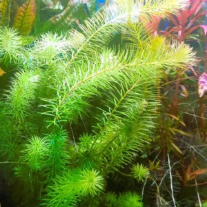 Rotala Bangladesh