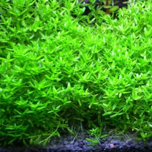 Hemianthus Micranthemoides