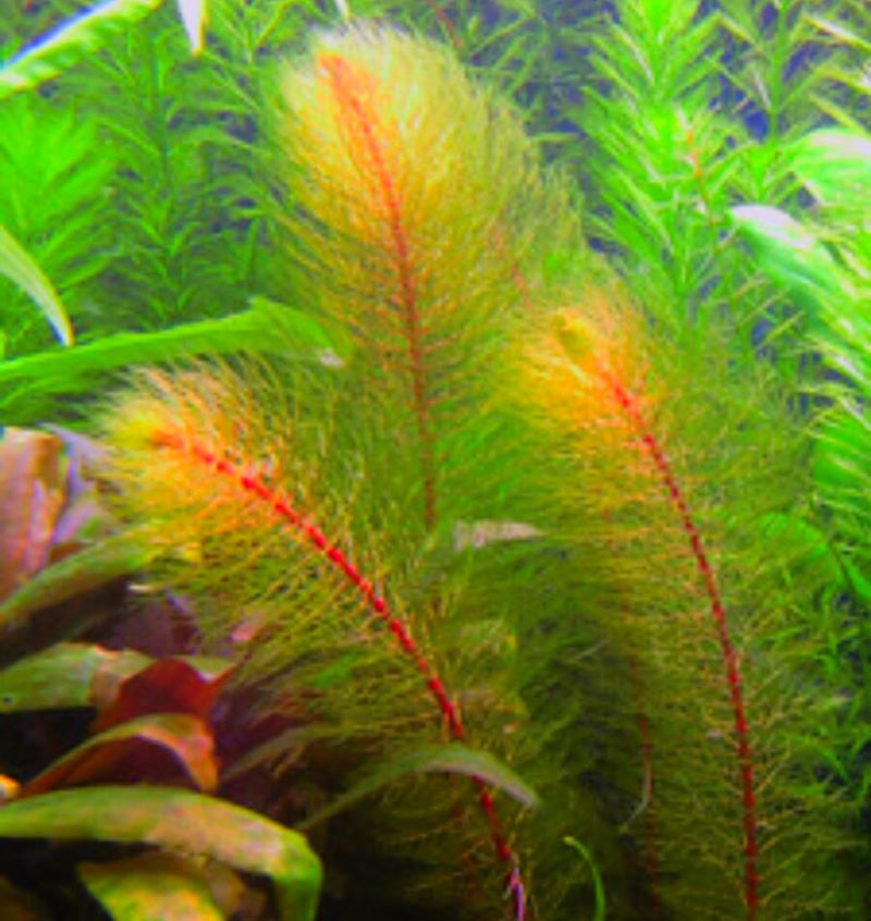 Myriophyllum Mattogrossense