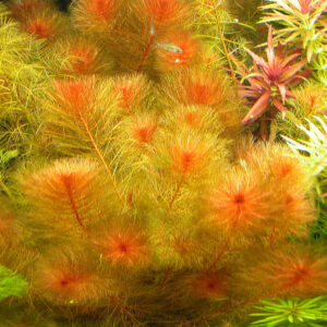 Myriophyllum Tuberculatum