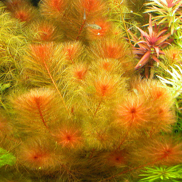 Myriophyllum Tuberculatum