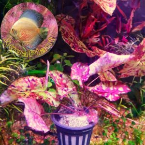 Nymphaea Micrantha Gefleckt Loto Tricolor