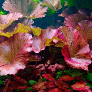 Nymphaea Zenkeri Tiger Lotus Red