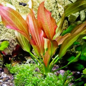 Red Rubin Sword (echinodorus Horemanii)
