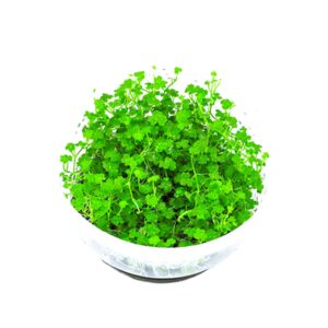 Hydrocotile Tripartita Var. Japan