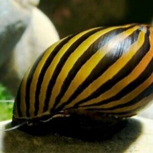 Neritina Natalensis Zebra Snail