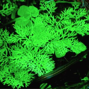 Helecho de Sumatra (Ceratopteris Thalictroides)