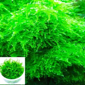 Musgo Christmas (Vesicularia Dubyana)