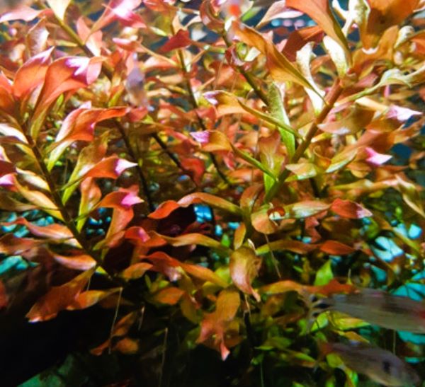 Ludwigia Repens