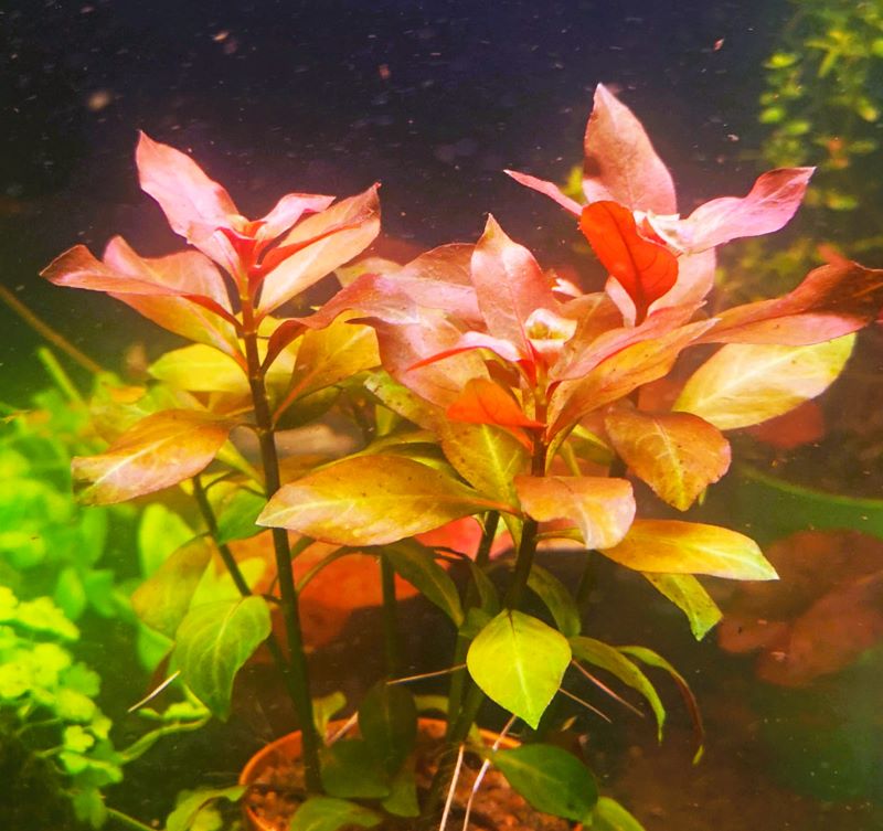 Ludwigia Palustris Red