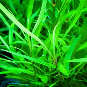 Hygrophila Salicifolia (bambú hojas de sauce)