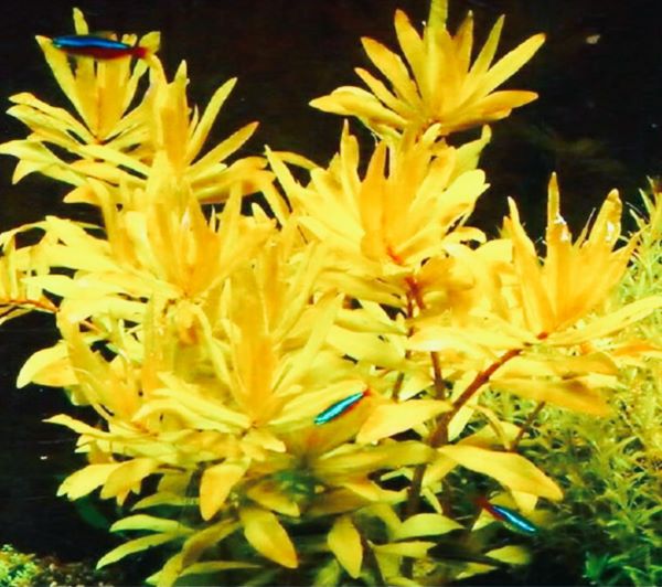 Nesaea pedicellata 'Golden’