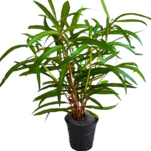 HYGROPHILA POLYSPERMA SP TIGER