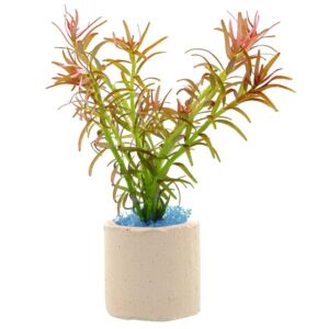 Rotala Mexicana Goias-bundle