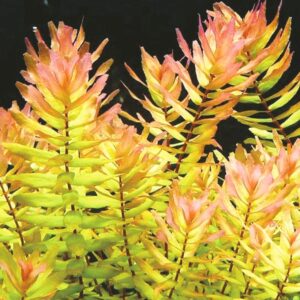 Rotala Macandra Green