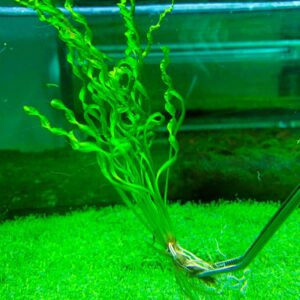 Echinodorus Vesubio Angustifolia