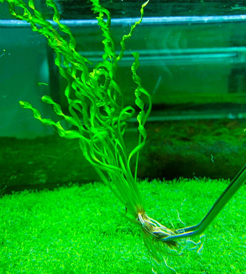 Echinodorus Vesubio Angustifolia