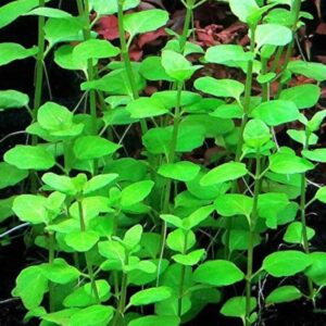 Clinopodium cf. Brownei