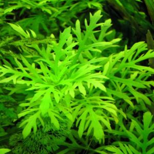 Hygrophila Difformis