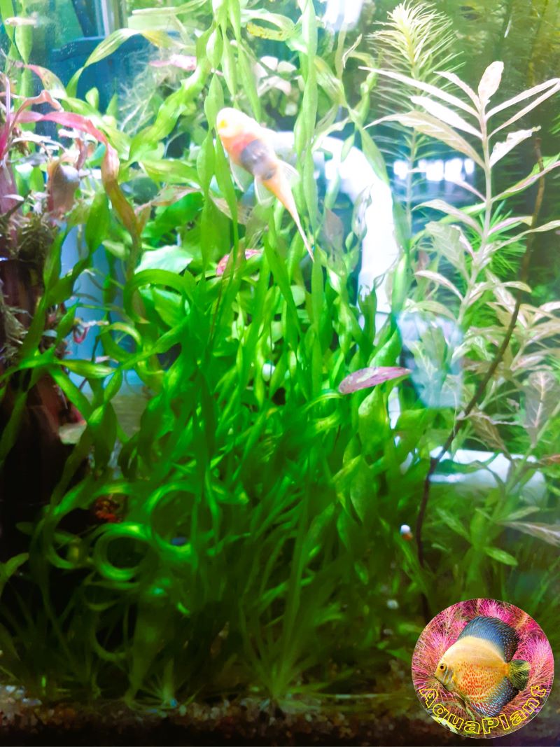 Vallisneria Spiralis
