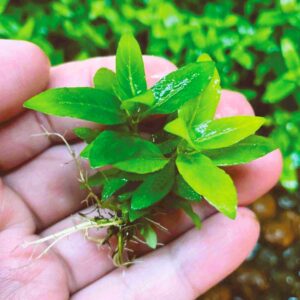 Staurogyne Repens