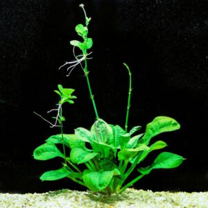 Echinodorus Parviflorus Tropica