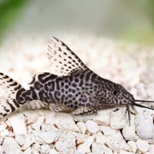 Feather Fin Synodontis - Aleta de pluma Synodontis (6 cm)