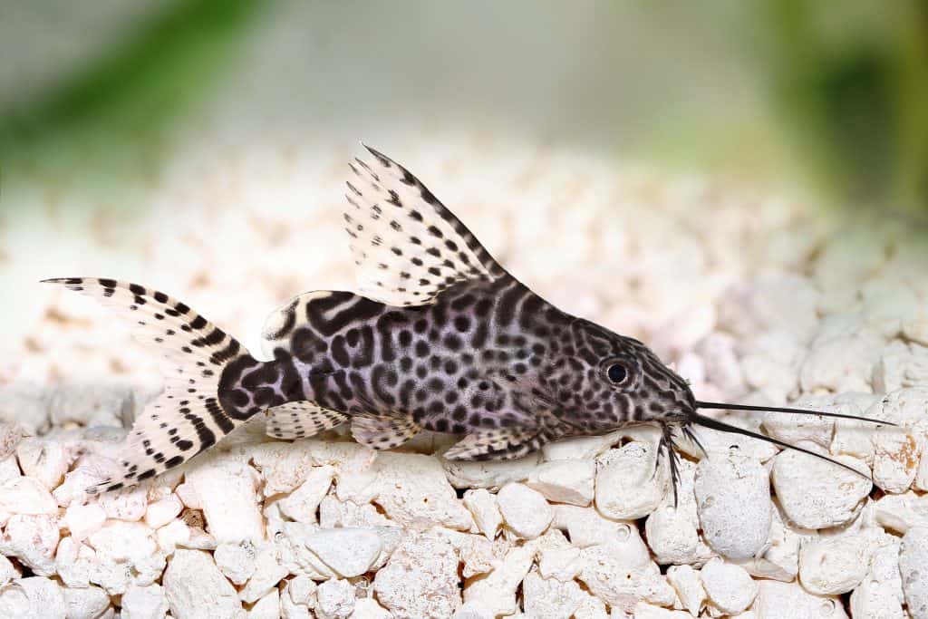 Feather Fin Synodontis - Aleta de pluma Synodontis (6 cm)