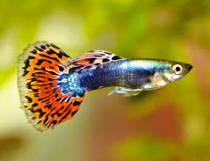 Dumbo Ear Guppy Red Mosaico (Pareja juvenil)