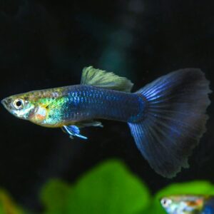 Half Black Blue Moscow Guppy (pareja)