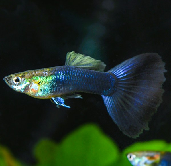 Half Black Blue Moscow Guppy (pareja)