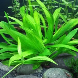 Echinodorus Quadricostatus