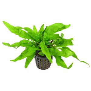 Microsorum Pteropus Undulata