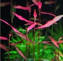 Polygonum Kawagoeanum Purple Bamboo - Imagen 2
