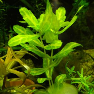 Shinnersia Rivularis