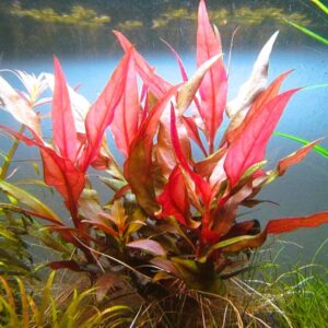 Alternanthera Reineckii