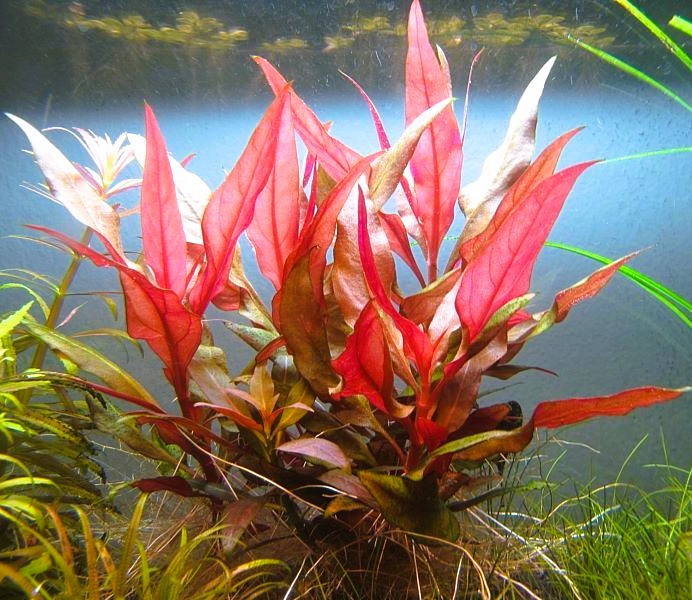 Alternanthera Reineckii