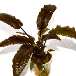 Cryptocoryne Wendtii brown