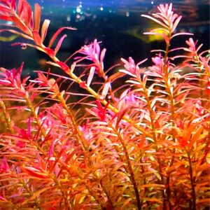 Rotala Sp. Colorata