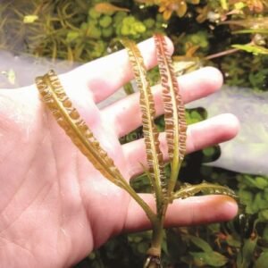 Cryptocoryne Crispatula Var. Balansae 'bronz