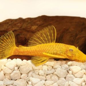Pez Limpiavidrio Ansistrus Sp L144 Gold 4 Cm Importado