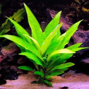 Hygrophila Corymbosa