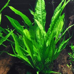 Helechos De Java (microsorum Pteropus)