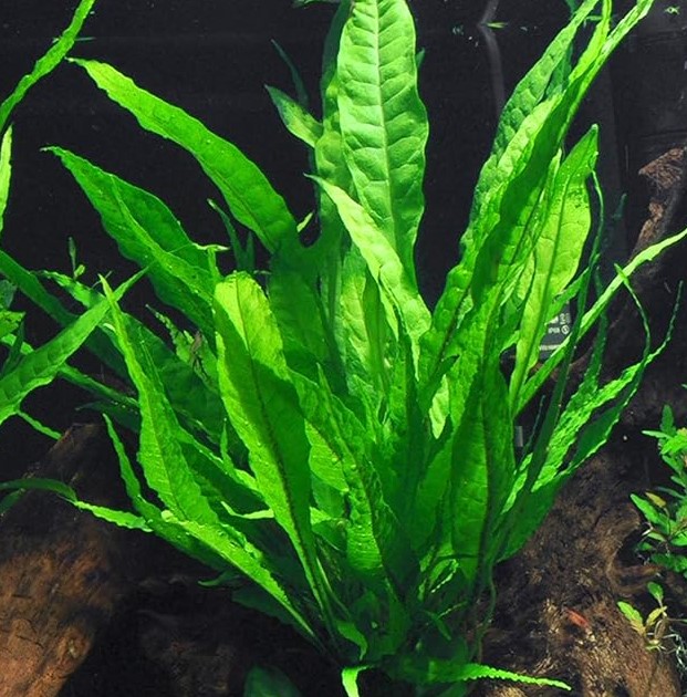Helechos De Java (microsorum Pteropus)